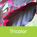 Fagus Sylvatica Purpurea Tricolor, VERY ORNAMENTAL + EXPOSED SITE + PURPLE FOLIAGE **PRICE INCLUDES FREE UK MAINLAND DELIVERY**